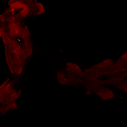 Drosophila CNS expressing RFP under FoxP