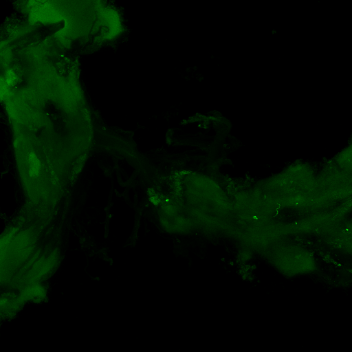 Drosophila CNS expressing GFP under aPKC control
